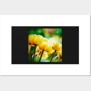 Tulip Flower Print Posters and Art